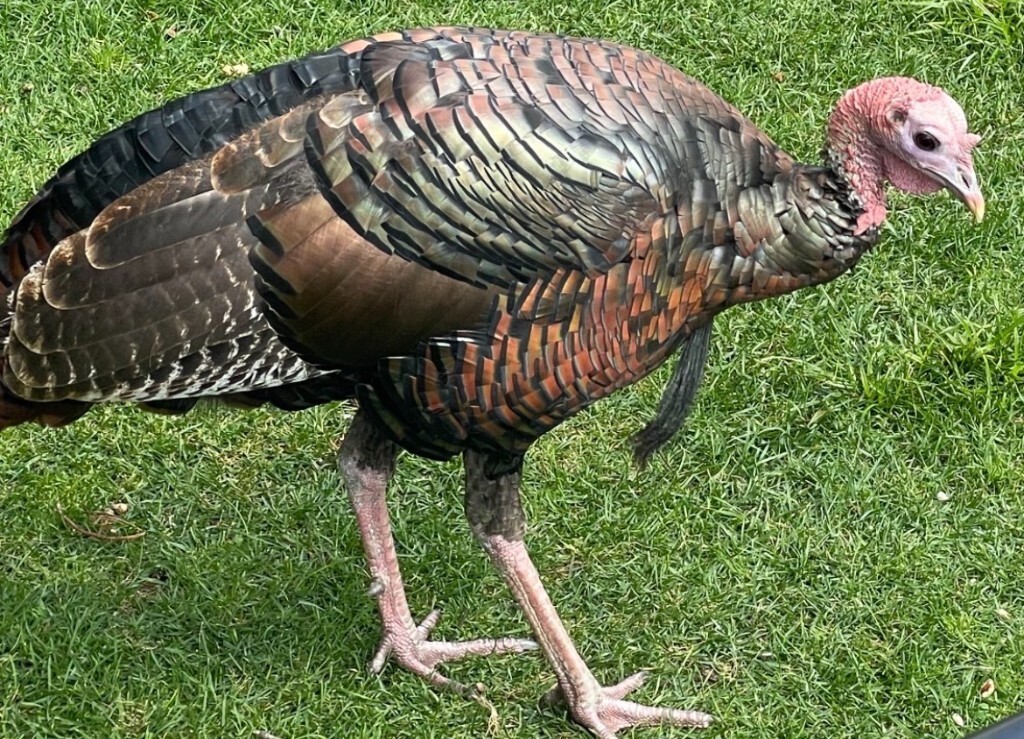 Wild turkey with iridescent copper and bronze feathers standing on grass