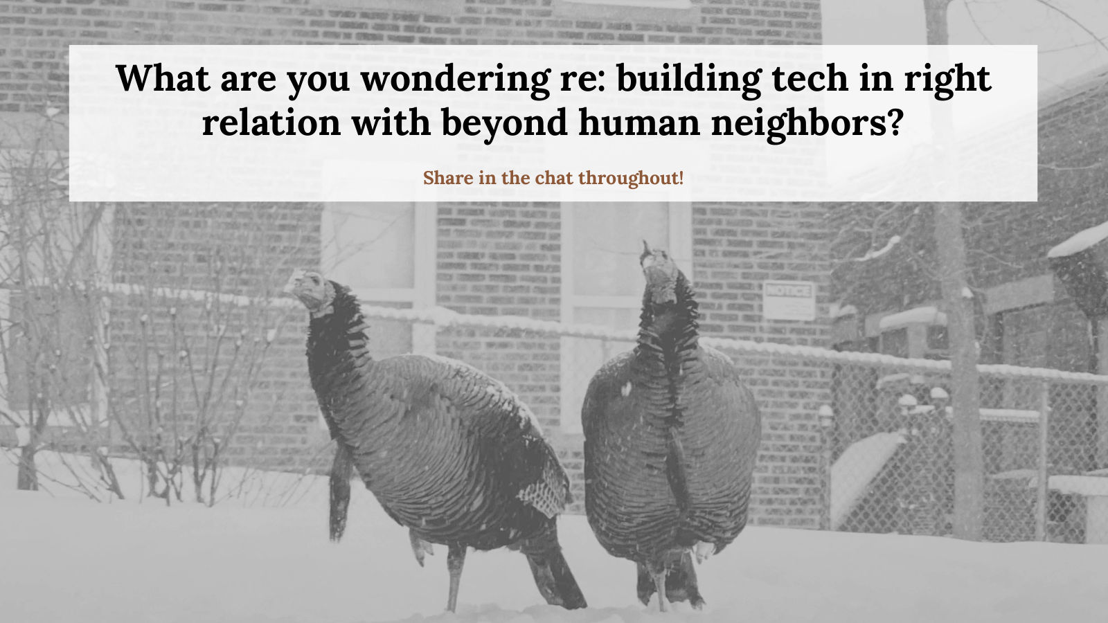 Two wild turkeys in the snow, with the prompt: What are you wondering re: building tech in right relation with beyond human neighbors? Share in the chat throughout!