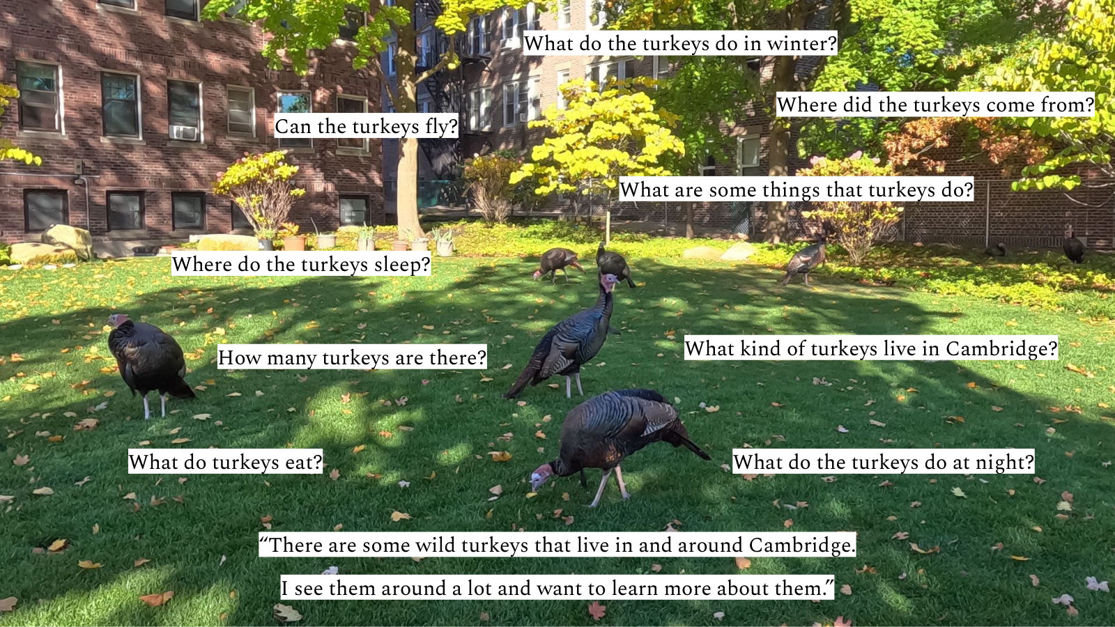 Turkeys on a lawn in Cambridge surrounded by questions like where do the turkeys sleep, how many turkeys are there, and what do the turkeys eat