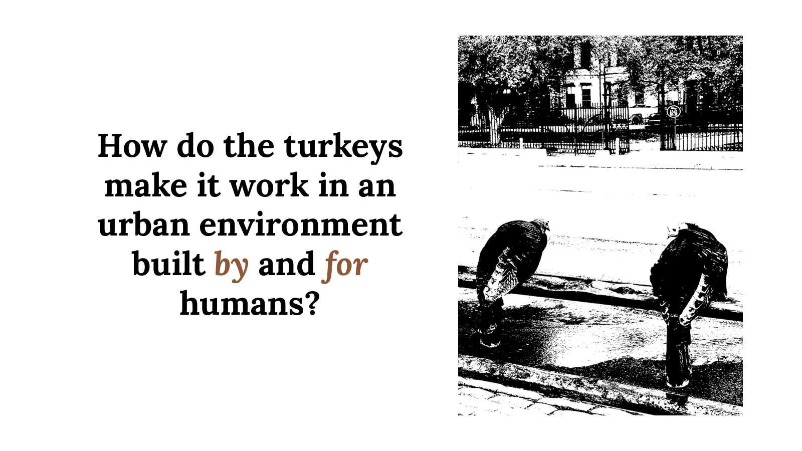 How do the turkeys make it work in an urban environment built by and for humans? Next to black-and-white photos of turkeys perched on a fence