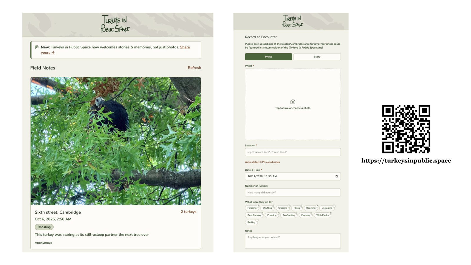Screenshots of the Turkeys in Public Space website feed and sighting form, with a QR code linking to turkeysinpublic.space