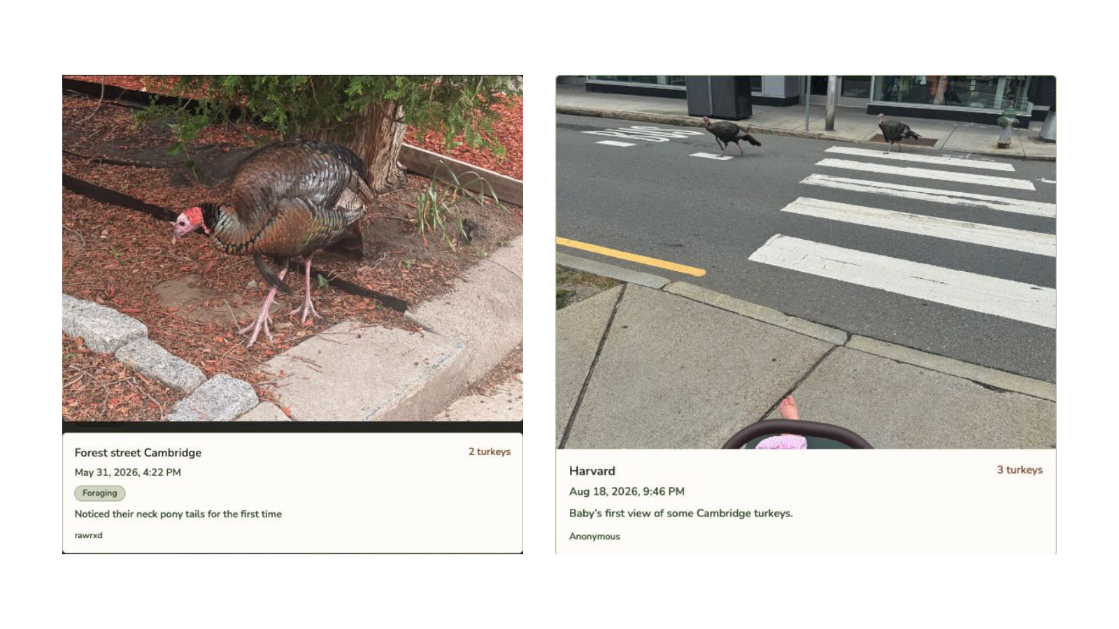 Two turkey sightings posted to the website: a turkey in a garden bed and turkeys crossing at a crosswalk