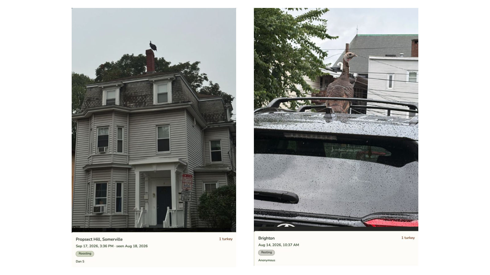 Two more website sightings: a turkey perched on a house roof and a turkey standing on top of a car