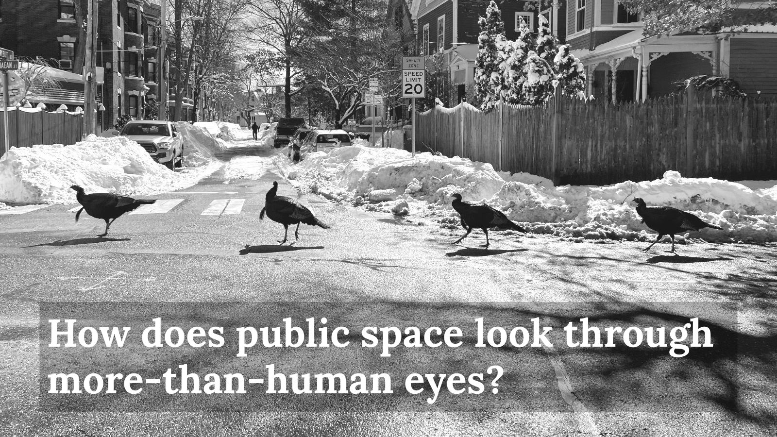 Four turkeys crossing a snowy street, with the question: How does public space look through more-than-human eyes?