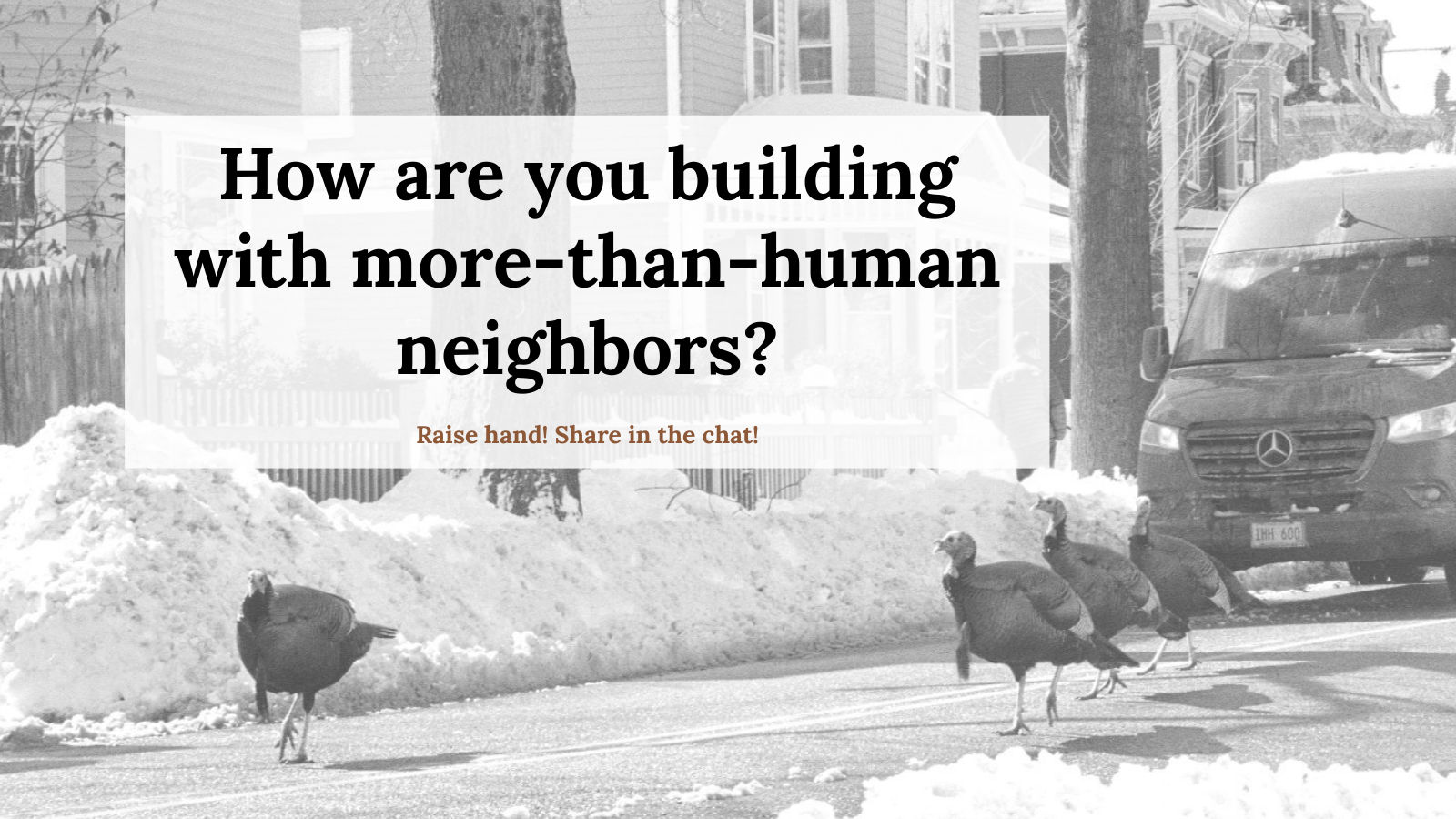 Turkeys walking along a snowy street, with the prompt: How are you building with more-than-human neighbors? Raise hand! Share in the chat!