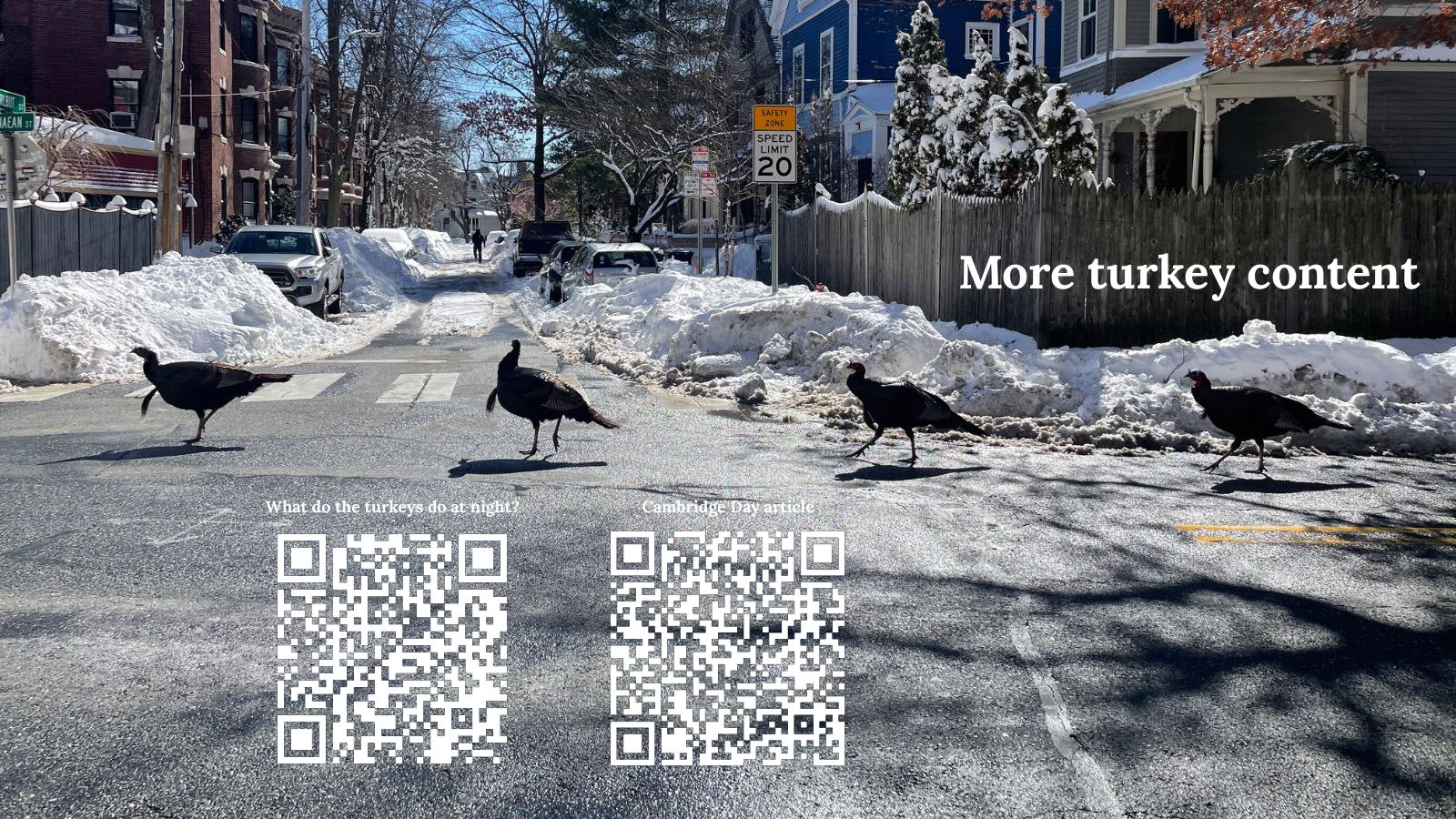 More turkey content: turkeys crossing a snowy street, with QR codes for What do the turkeys do at night? and the Cambridge Day article