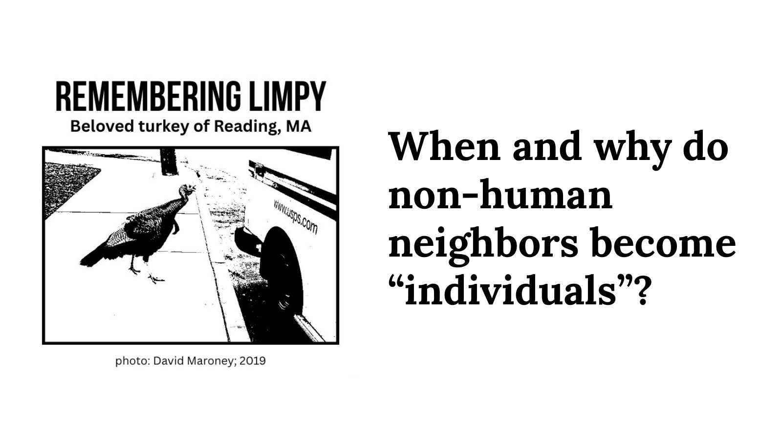 Remembering Limpy, beloved turkey of Reading, MA, next to the question: When and why do non-human neighbors become individuals?