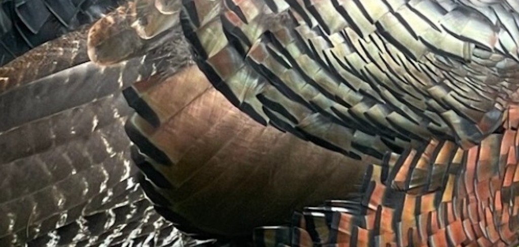 Close-up of turkey feather pattern used for the website background texture
