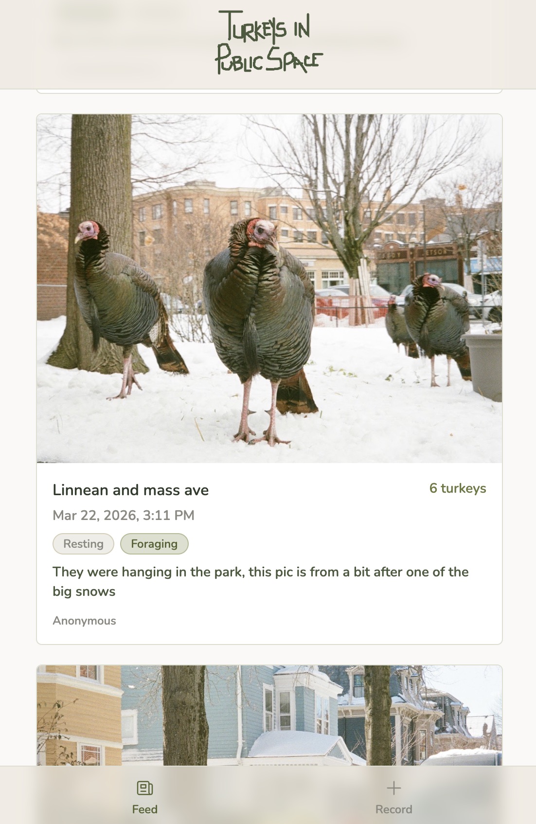 Turkeys in Public Space website homepage