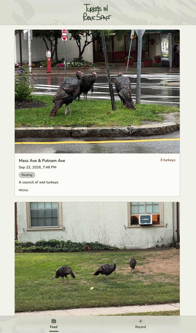 Redesigned Turkeys in Public Space website showing a feed of turkey sightings