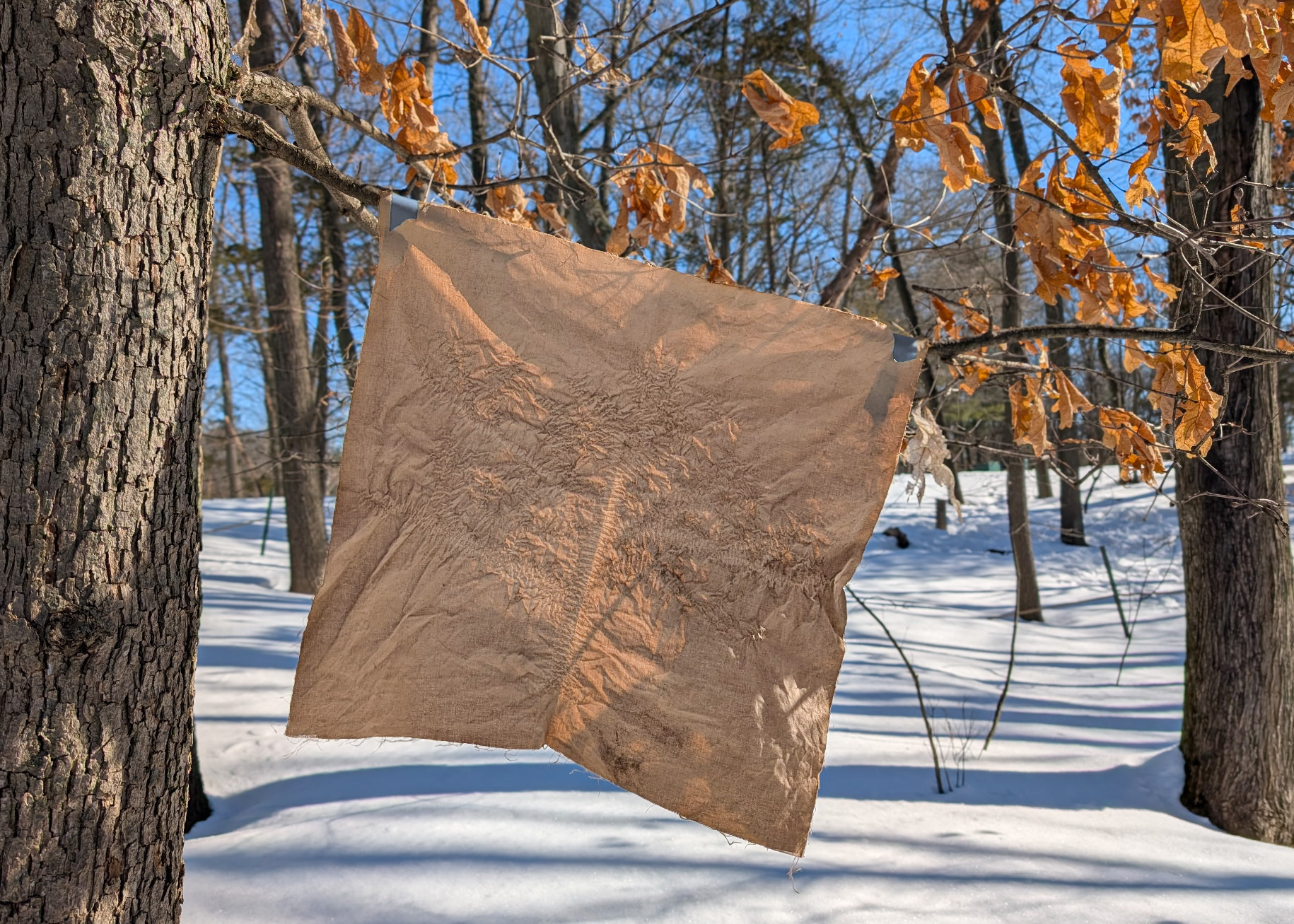 The finished dyed cloth from Seance for a Stand of Oaks, suspended outdoors in winter