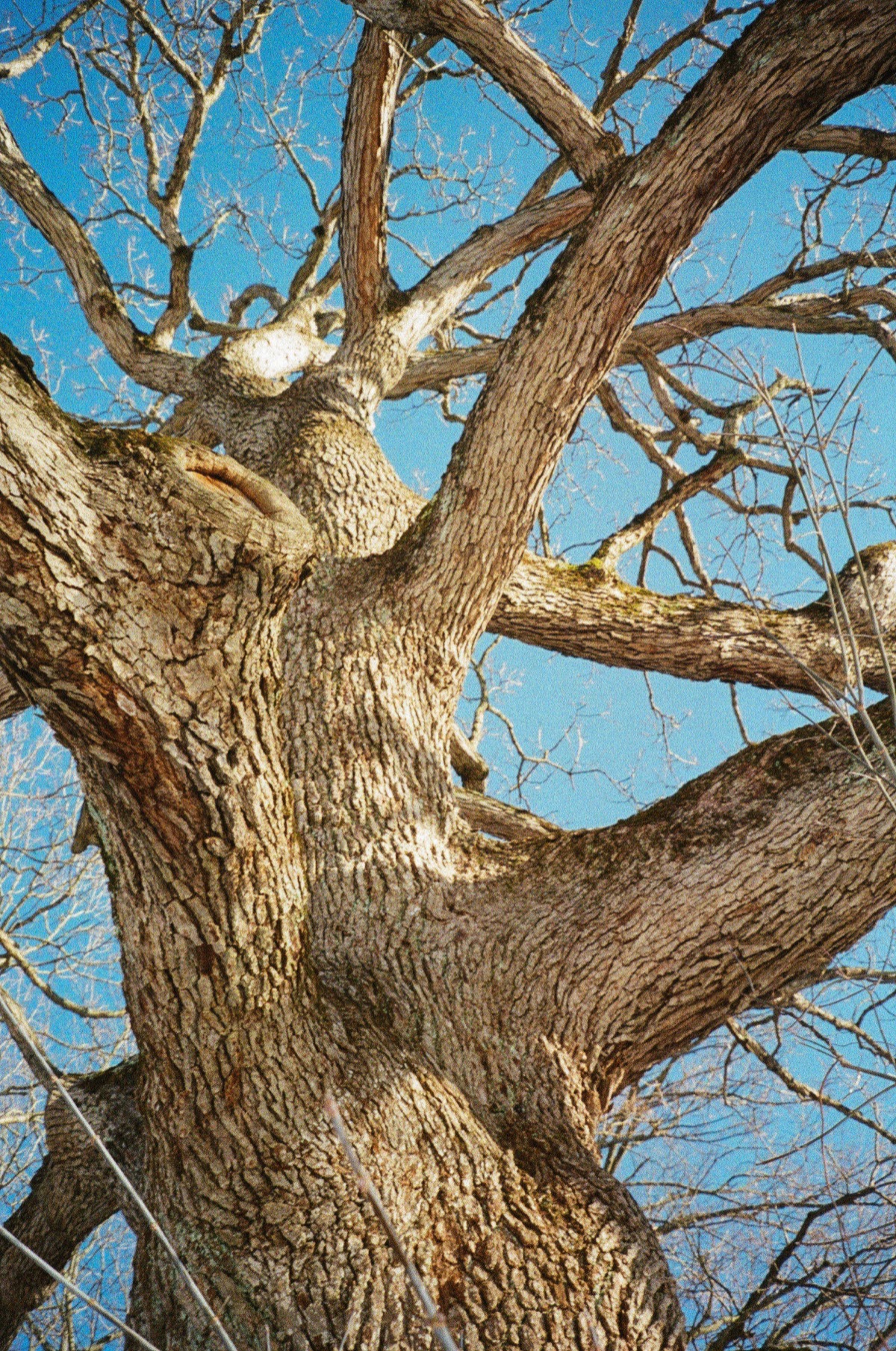 Upward view of a large leafless oak tree against a blue sky
