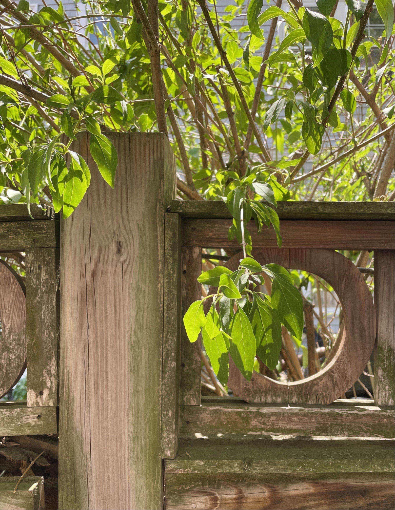 Leafy branches growing through the circular cutouts of a weathered wooden railing