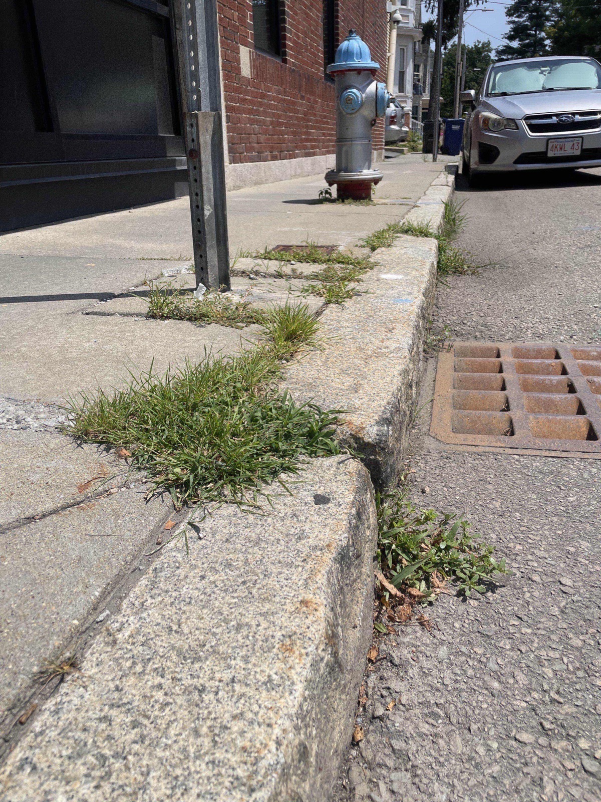 Tufts of grass growing out of the seams of a granite curb along a city sidewalk