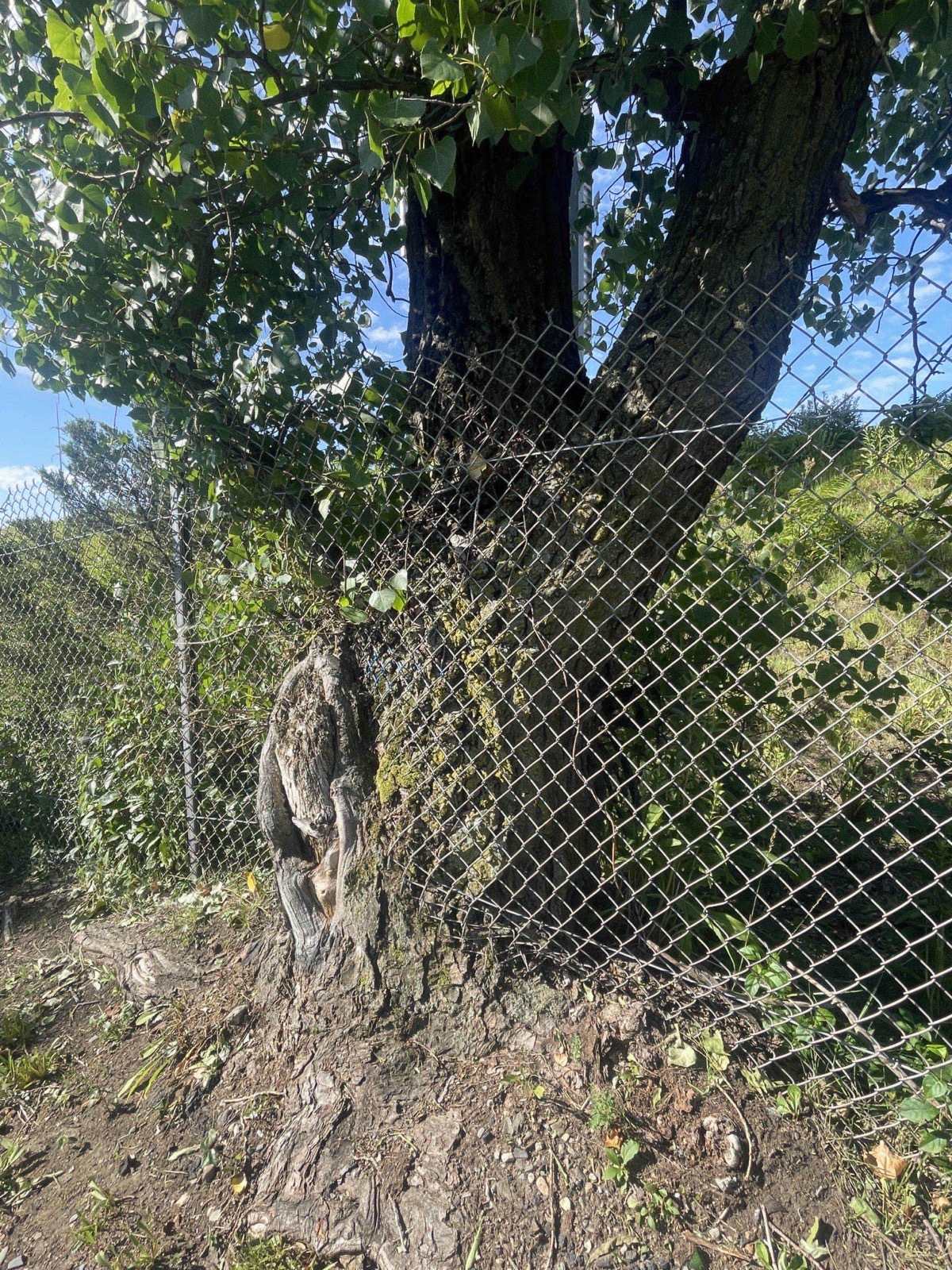 A chain-link fence placed around an existing tree