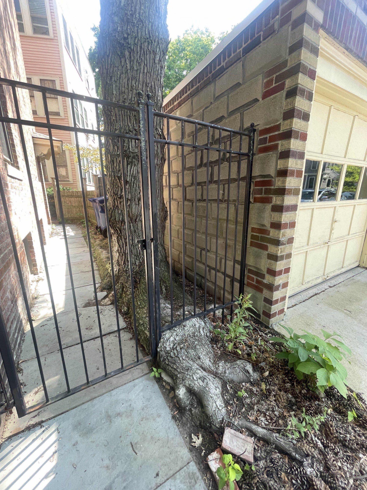 An iron gate fitted right up against a tree trunk, whose roots spill over the edge