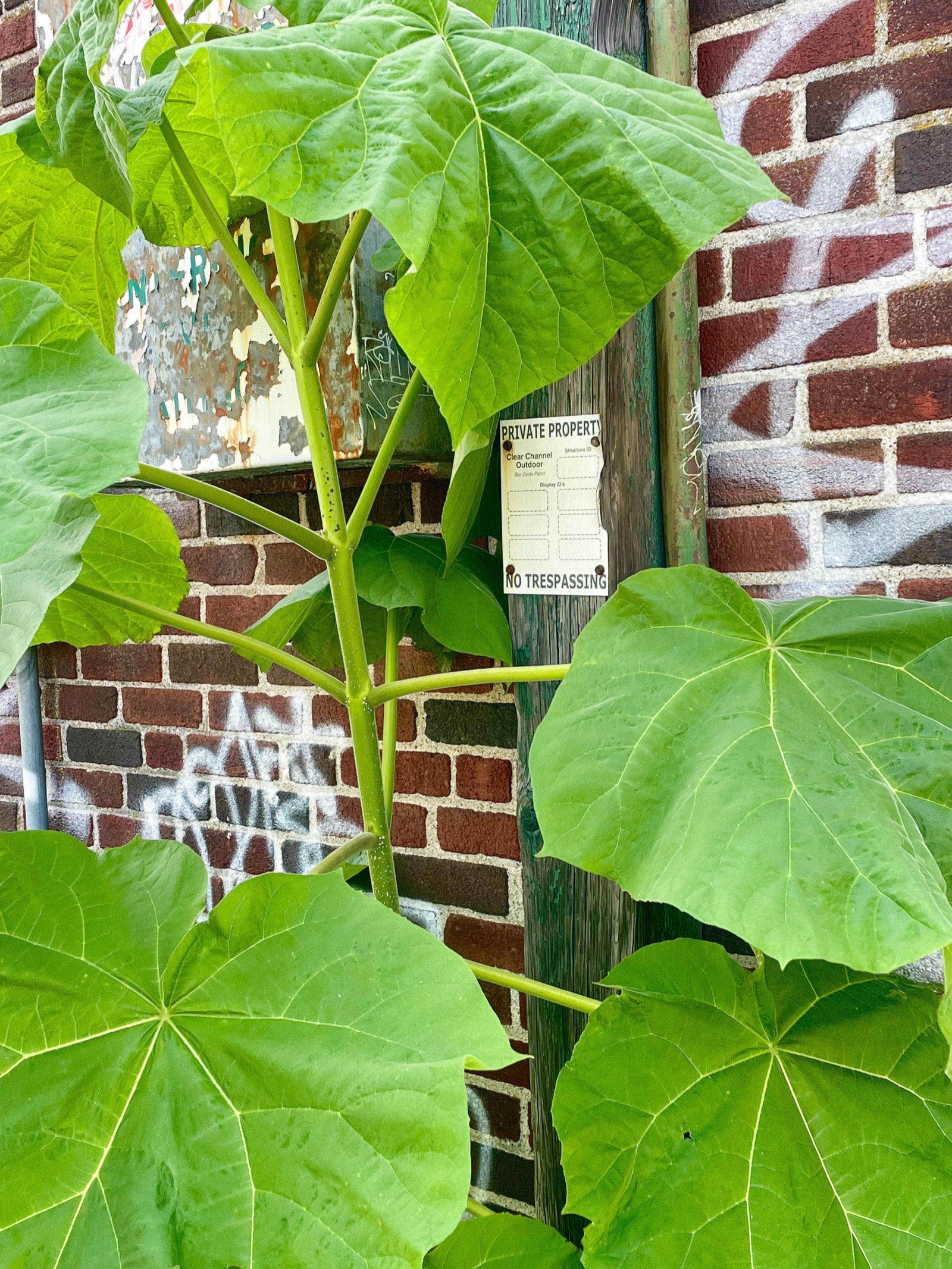 A young paulownia with huge heart-shaped leaves growing against a brick wall, partially covering a 'Private Property / No Trespassing' sign