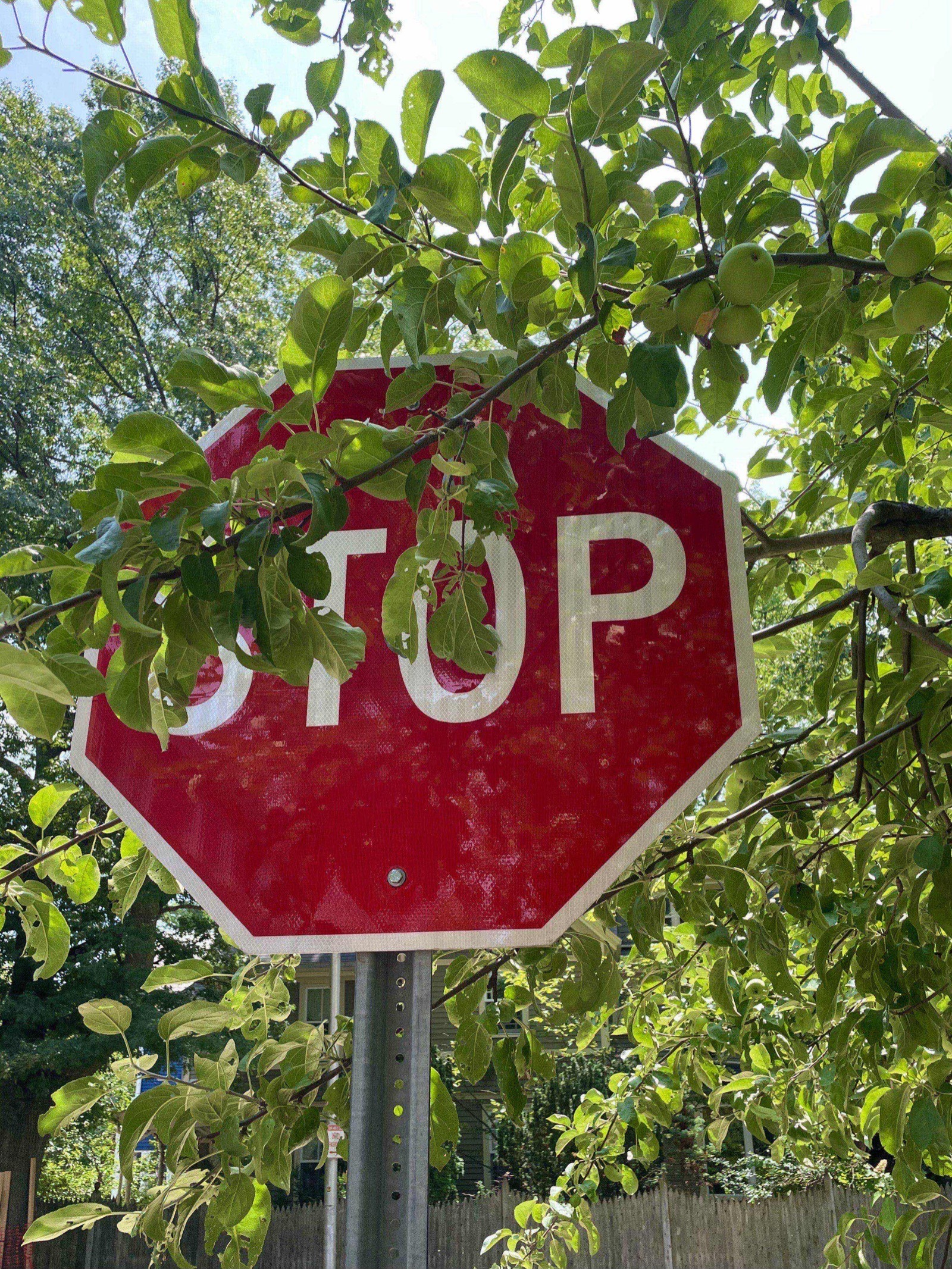 A stop sign partially hidden behind the leafy branches of an apple tree