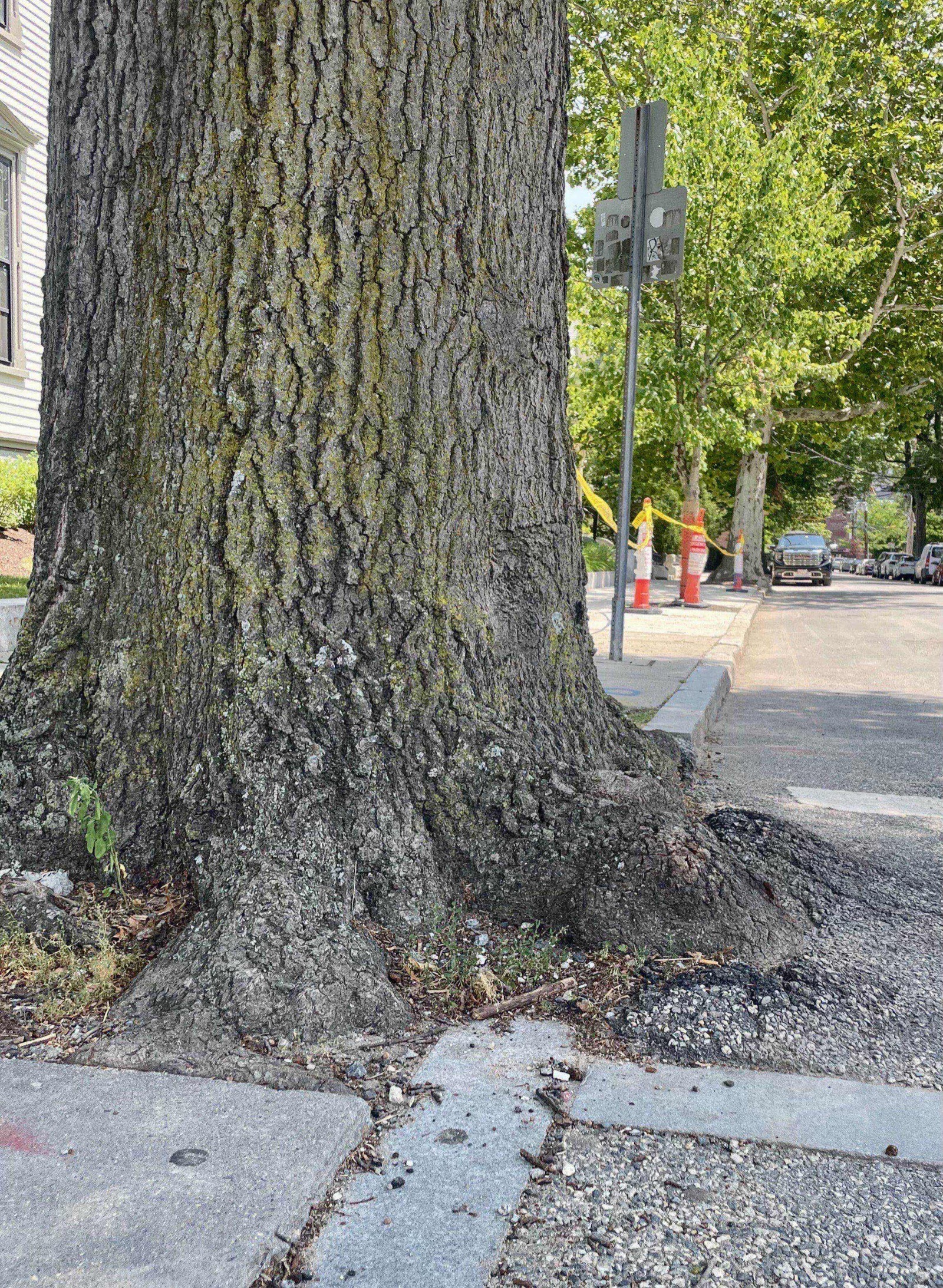The base of a large street tree whose roots swell over the curb and into the patched asphalt