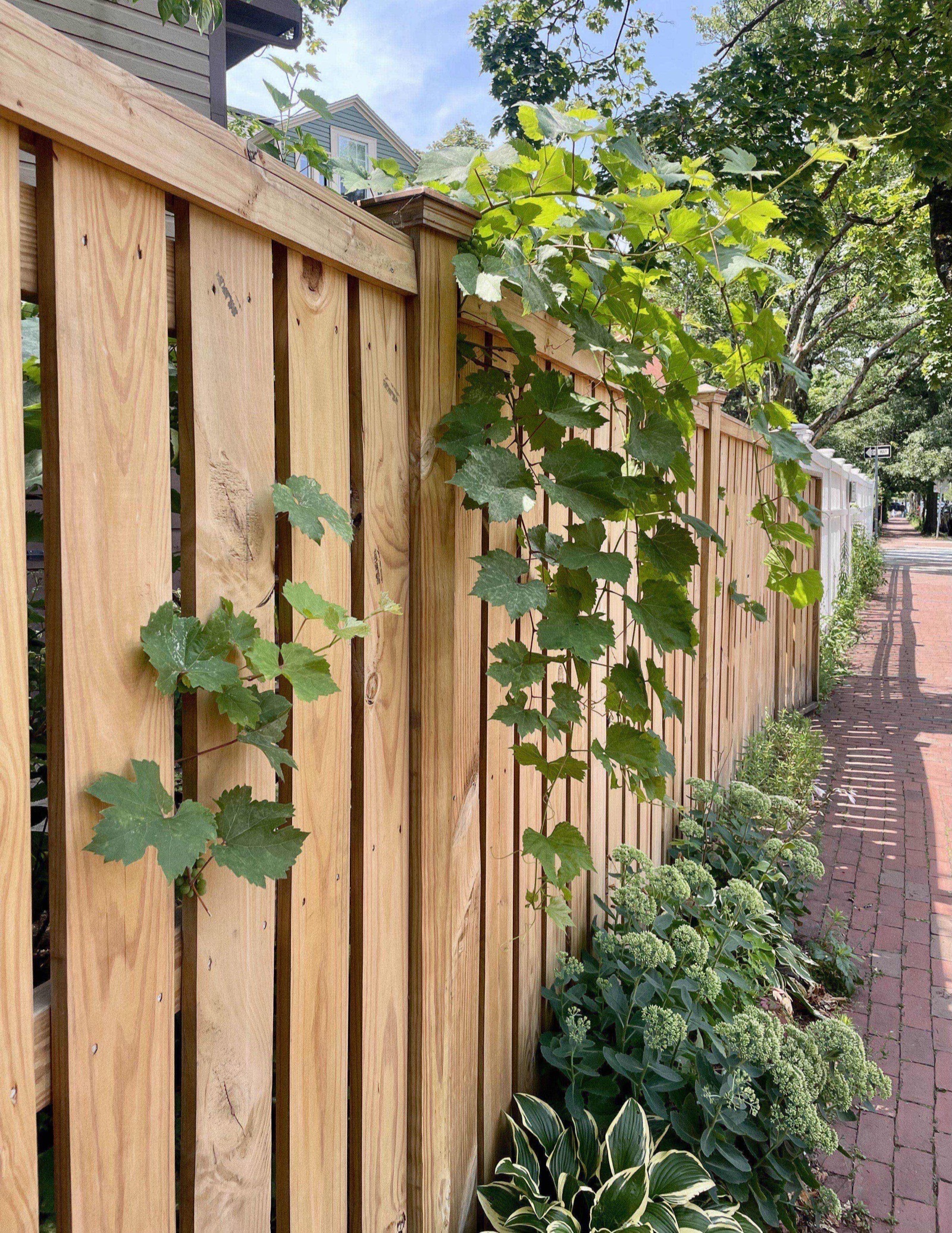 Grape vines spilling over the top and through the slats of a wooden fence along a brick sidewalk