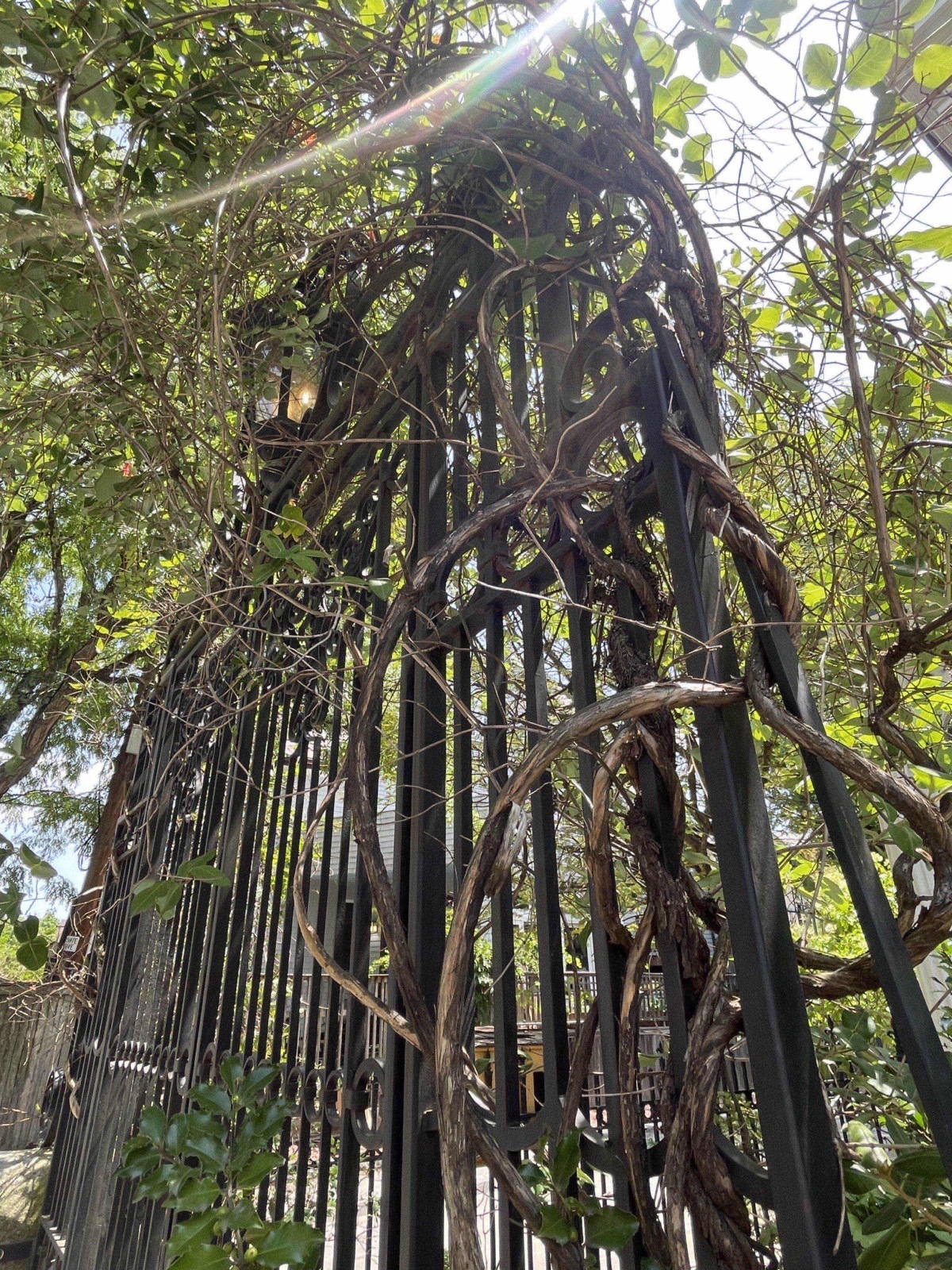 Thick woody vines twisting through the bars of a tall black iron fence