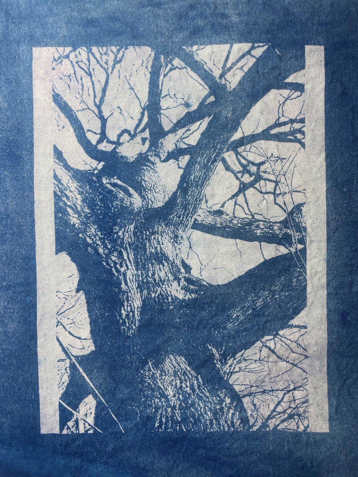 Waverley oak cyanotype