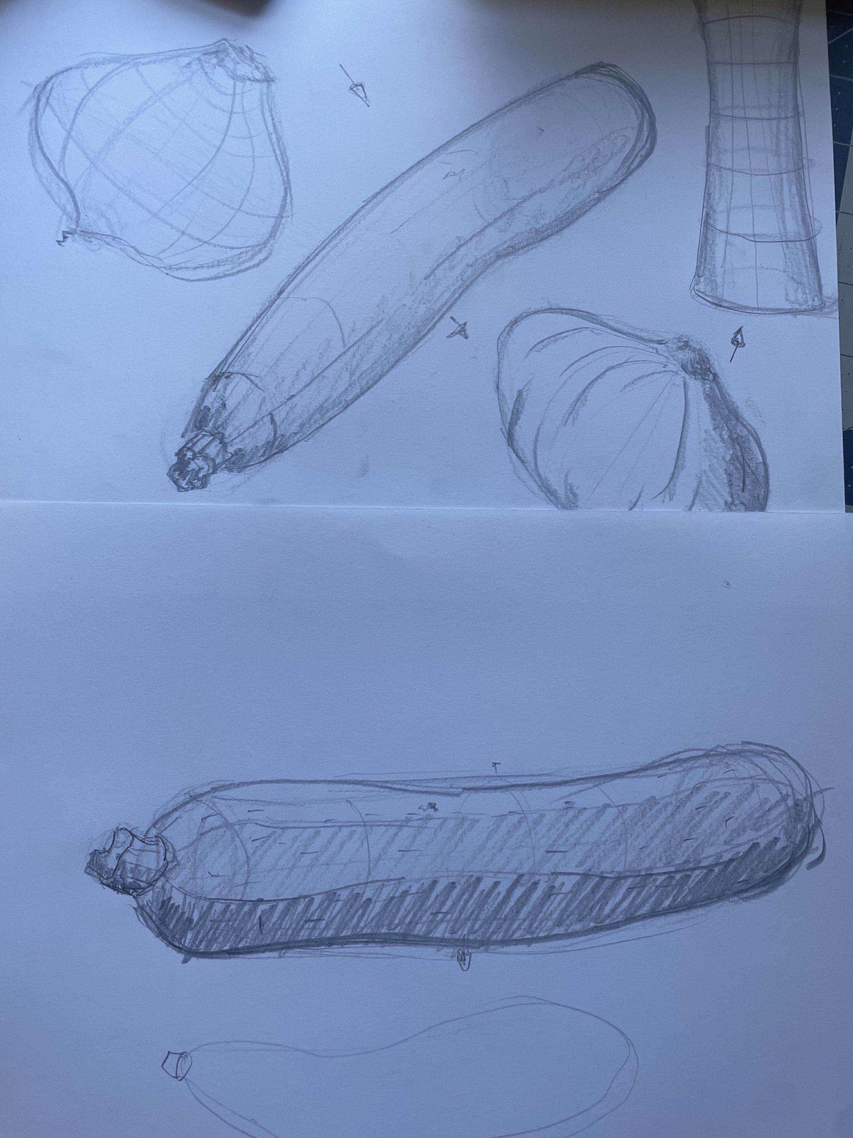 pencil sketches of a zucchini and onions drawn from several angles