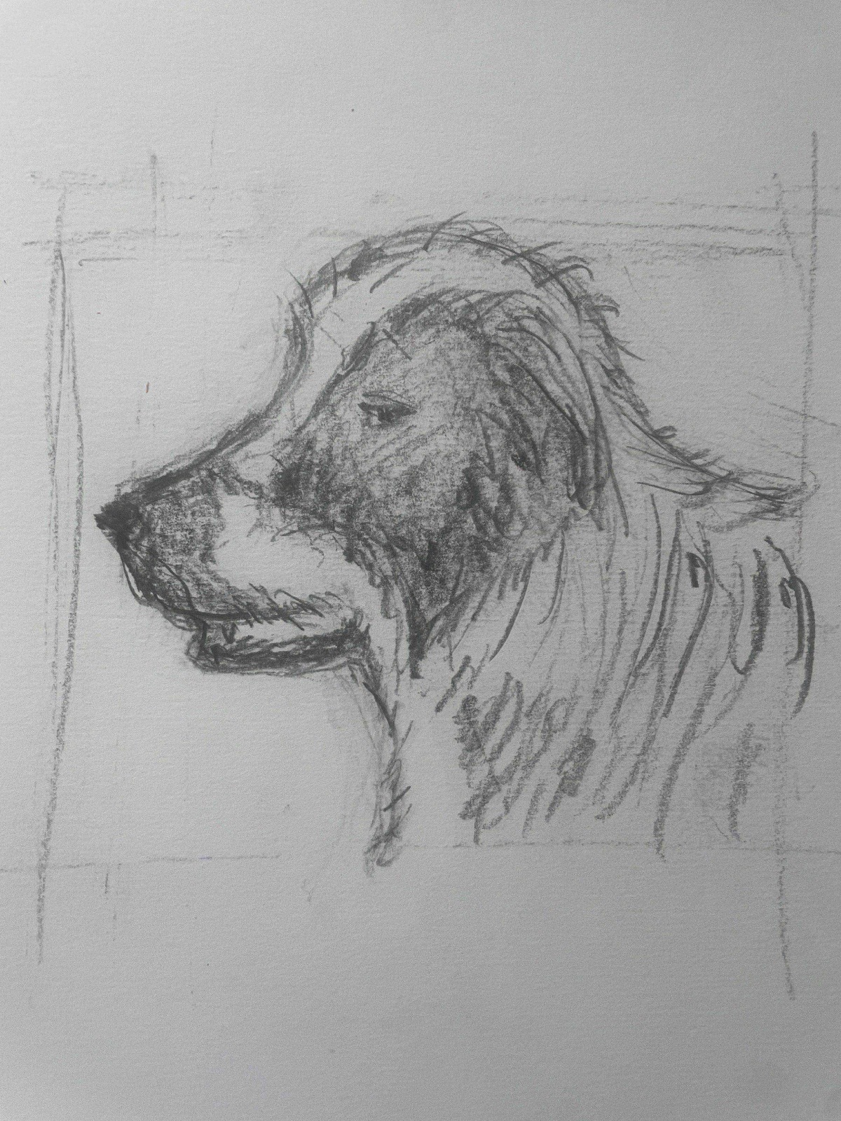 study of tro's head