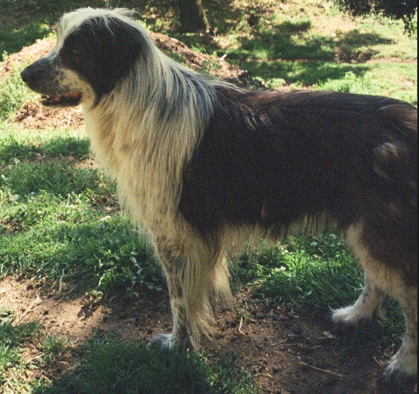 Tro the dog in Spain, reference photo